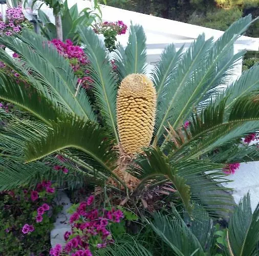 Lägenhet Anna Maria Capo Vaticano