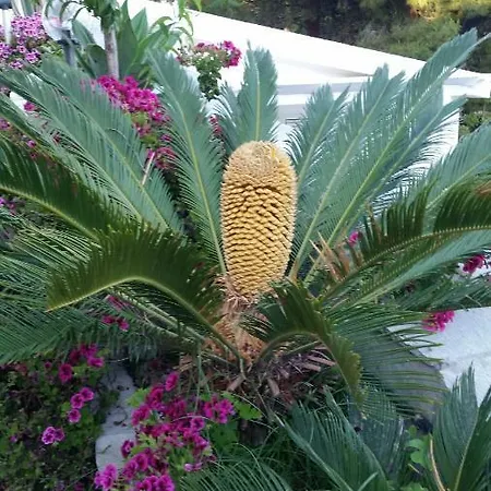 アパート Anna Maria カーポ・ヴァチカーノ